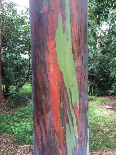 Eucalyptus deglupta (Rainbow eucalyptus) — photo