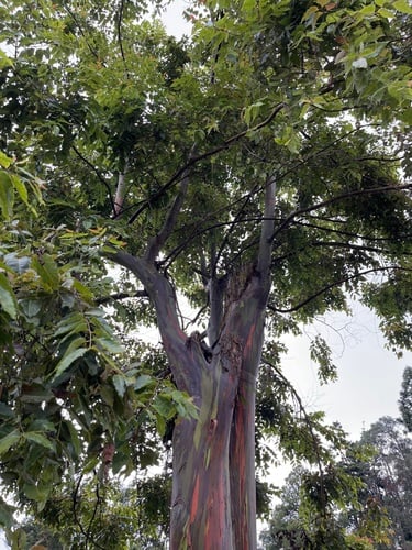 Eucalyptus deglupta