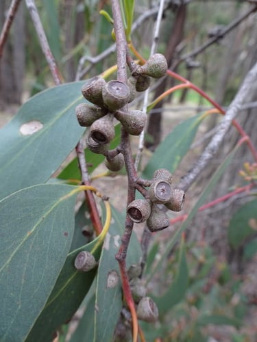 Eucalyptus dives (Native peppermint) — photo