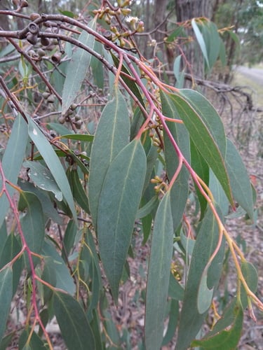 Eucalyptus dives (Native peppermint) — photo