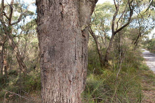 Eucalyptus dives