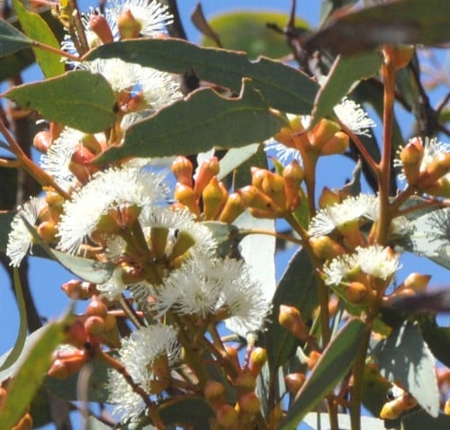 Eucalyptus dumosa (White Mallee) — photo