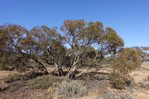 Eucalyptus dumosa (White Mallee) — photo