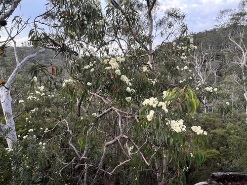 Eucalyptus eximia — photo