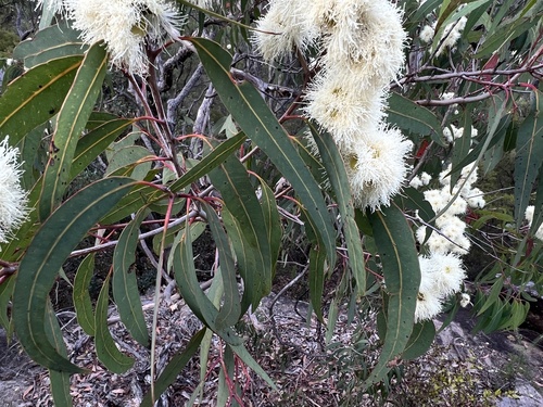 Eucalyptus eximia — photo