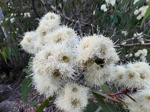 Eucalyptus eximia