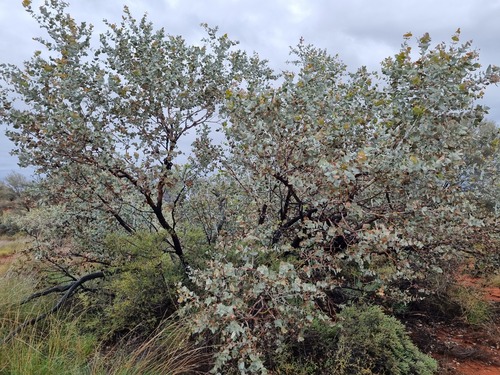 Eucalyptus gamophylla (Blue Mallee) — photo