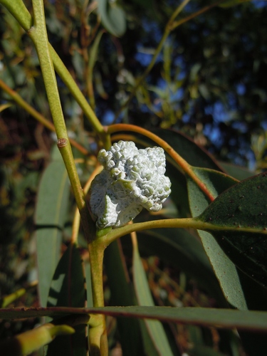 Eucalyptus globulus (Blue gum) — photo