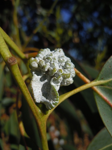 Eucalyptus globulus (Blue gum) — photo