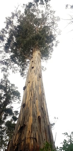 Eucalyptus globulus