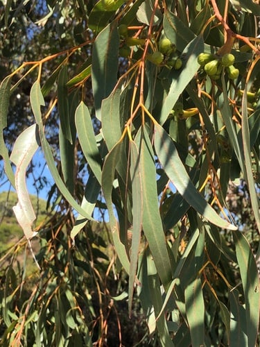 Eucalyptus gomphocephala (Tuart) — photo