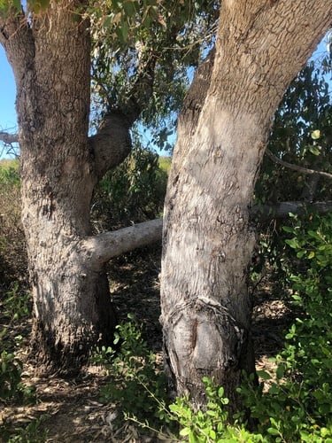 Eucalyptus gomphocephala (Tuart) — photo
