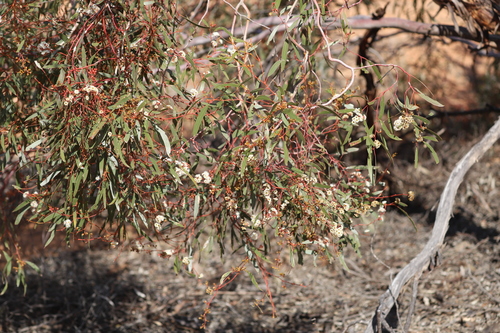 Eucalyptus gracilis (White Mallee) — photo