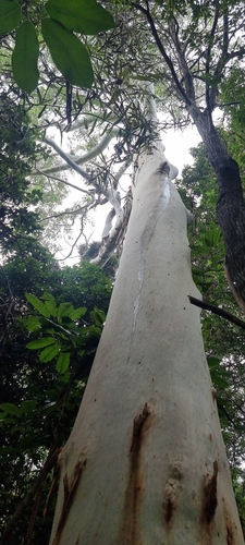 Eucalyptus grandis (Flooded gum) — photo