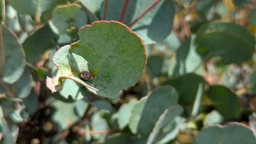 Eucalyptus gunnii (Cider Tree) — photo