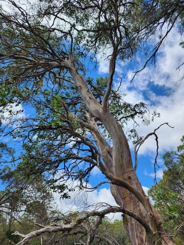 Eucalyptus gunnii