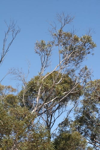 Eucalyptus incrassata (Yellow mallee) — photo