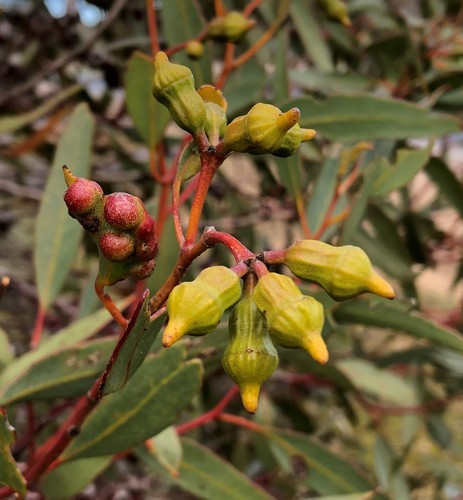 Eucalyptus incrassata