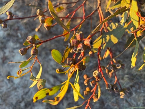 Eucalyptus incrassata (Yellow mallee) — photo