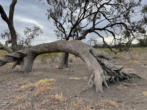 Eucalyptus largiflorens (Black Box) — photo