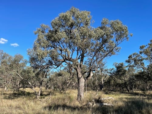 Eucalyptus largiflorens