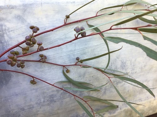 Eucalyptus leptopoda (Tammin Mallee) — photo