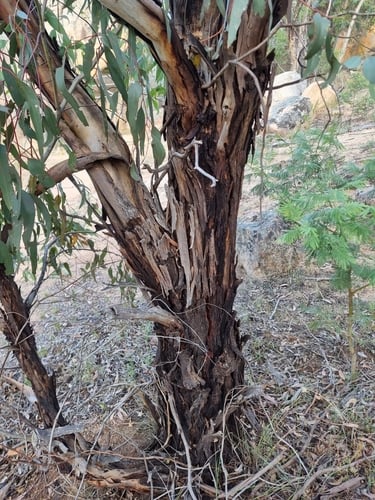 Eucalyptus leucoxylon (Yellow gum) — photo