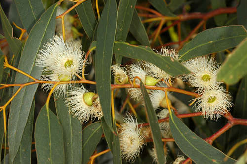 Eucalyptus leucoxylon