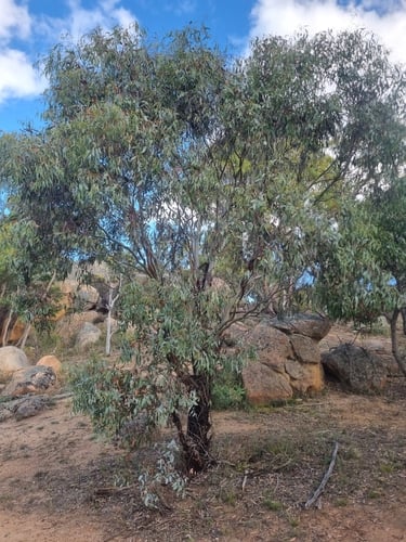 Eucalyptus leucoxylon (Yellow gum) — photo