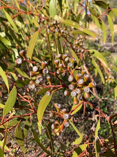 Eucalyptus loxophleba (York Gum) — photo