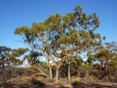 Eucalyptus loxophleba