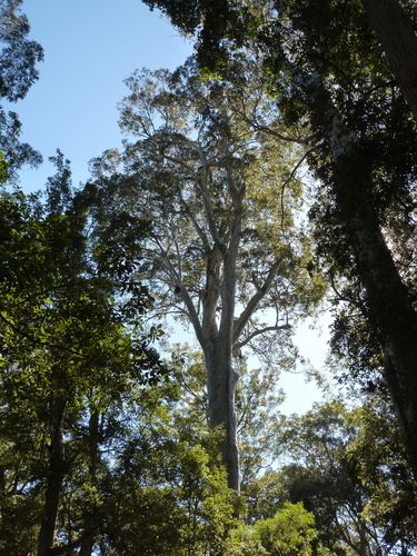 Eucalyptus maculata (Spotted gum) — photo