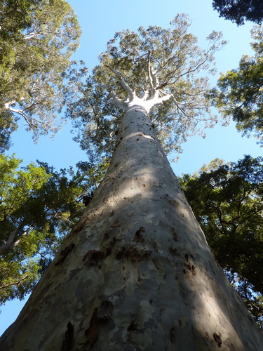 Eucalyptus maculata (Spotted gum) — photo