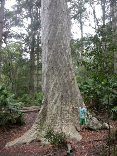 Eucalyptus maculata
