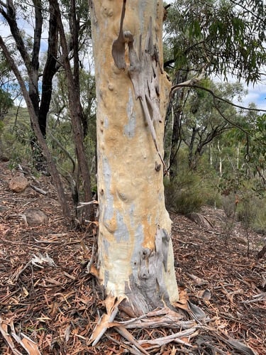 Eucalyptus mannifera (Mannifera) — photo