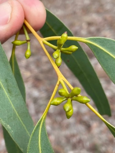 Eucalyptus mannifera (Mannifera) — photo