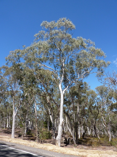 Eucalyptus mannifera