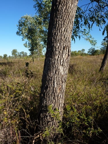 Eucalyptus microtheca (Coolabah) — photo