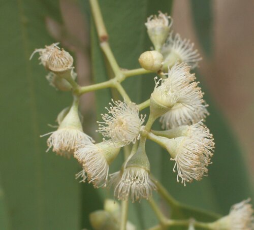 Eucalyptus microtheca (Coolabah) — photo