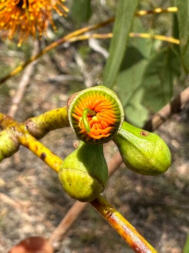 Eucalyptus miniata (Darwin Woolybutt) — photo