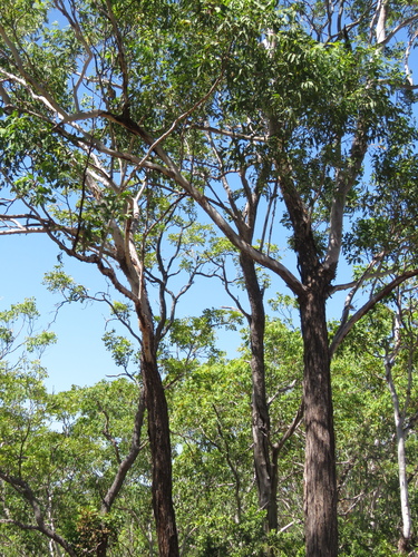 Eucalyptus miniata (Darwin Woolybutt) — photo