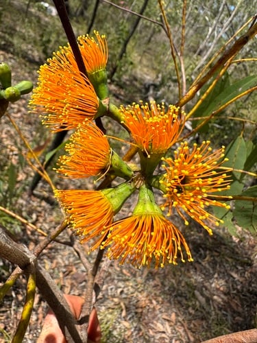 Eucalyptus miniata