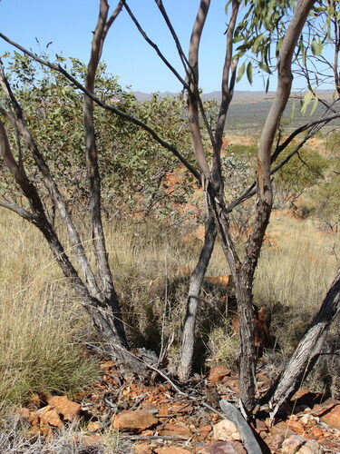 Eucalyptus normantonensis (Normanton Box) — photo
