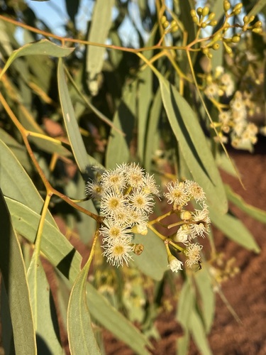 Eucalyptus normantonensis (Normanton Box) — photo