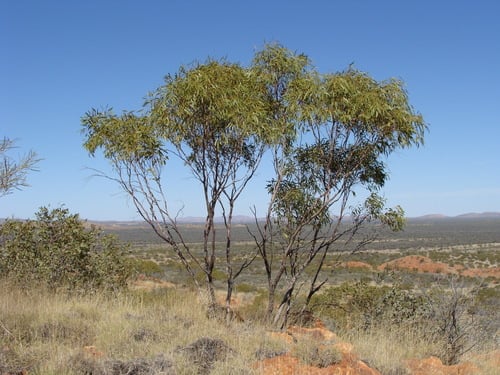 Eucalyptus normantonensis