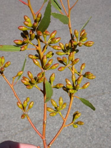 Eucalyptus oleosa (Giant Mallee) — photo