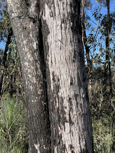 Eucalyptus olida (Strawberry gum) — photo