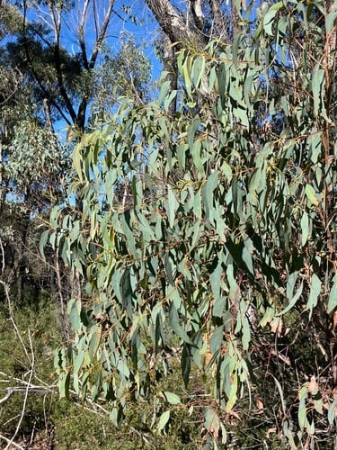 Eucalyptus olida (Strawberry gum) — photo