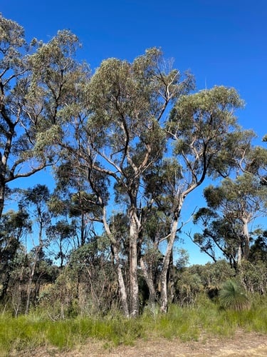 Eucalyptus olida