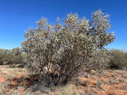 Eucalyptus oxymitra (Sharp-capped Mallee) — photo